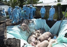 vietnam us jointly study vaccine against african swine fever