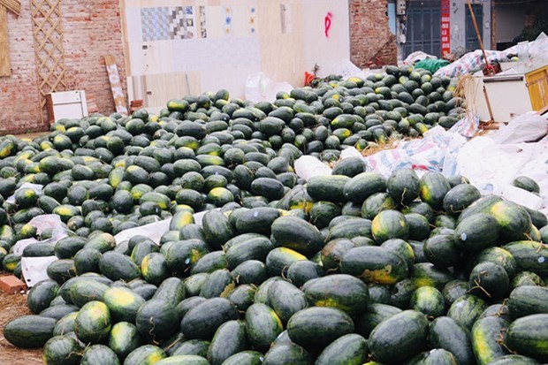 Qatar's Embassy "rescues" 4 tons of watermelon qatars embassy rescues 4 tons of watermelon