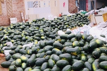 coronavirus outbreak global death toll passes 1000