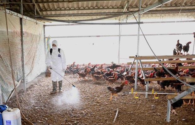 MARD Minister urges early detection of avian influenza outbreaks mard minister urges early detection of avian influenza outbreaks