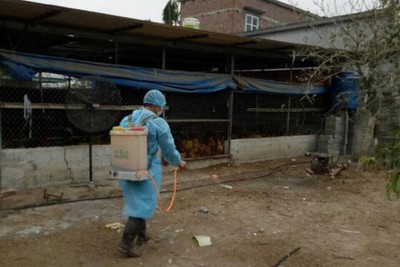 Hai Phong reports cases of A/H5N6 avian flu outbreak hai phong reports cases of ah5n6 avian flu outbreak