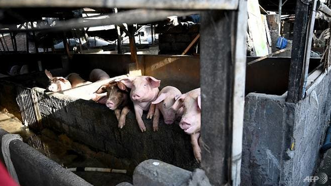 African swine fever outbreak kills 3,000 pigs in Indonesia african swine fever outbreak kills 3000 pigs in indonesia