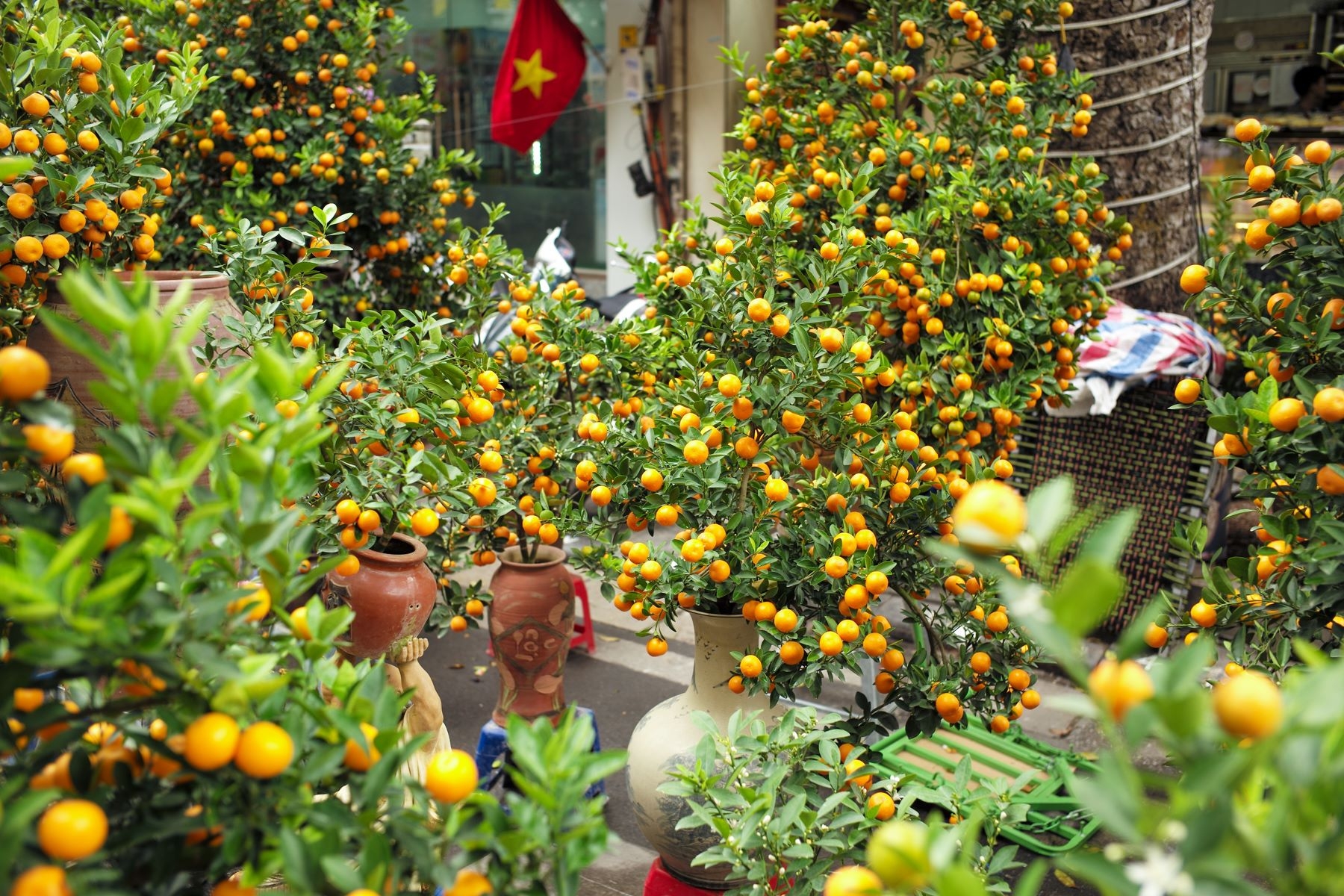 Kumquat tree - plant for Tet and its interesting facts Kumquat tree plant for Tet and its interesting facts