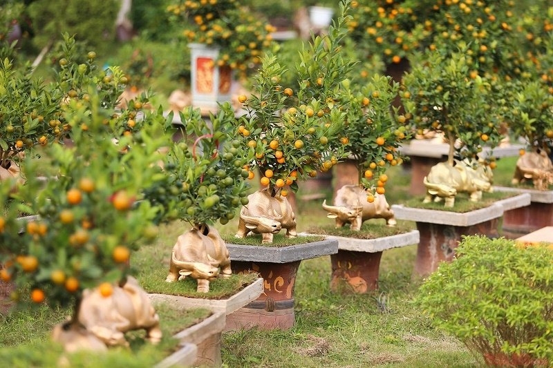 Kumquat tree - plant for Tet and its interesting facts Kumquat tree plant for Tet and its interesting facts