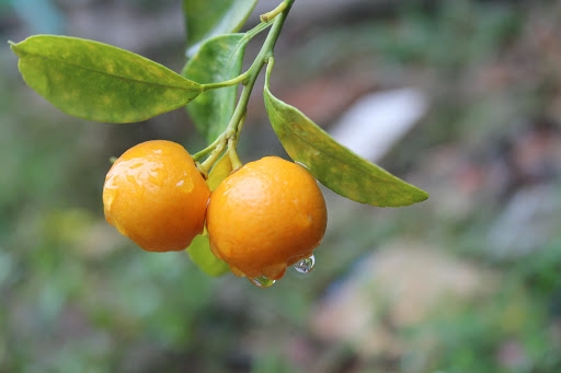 Kumquat tree - plant for Tet and its interesting facts Kumquat tree plant for Tet and its interesting facts