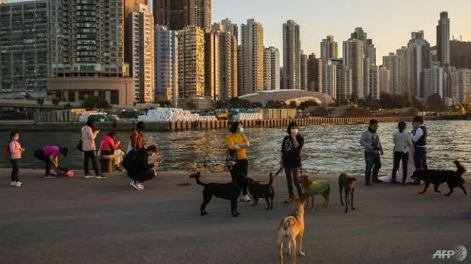 Hong Kong confirms pet dog infected with COVID-19