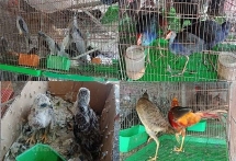 env appeals to eliminate commercial farming of endangered wildlife