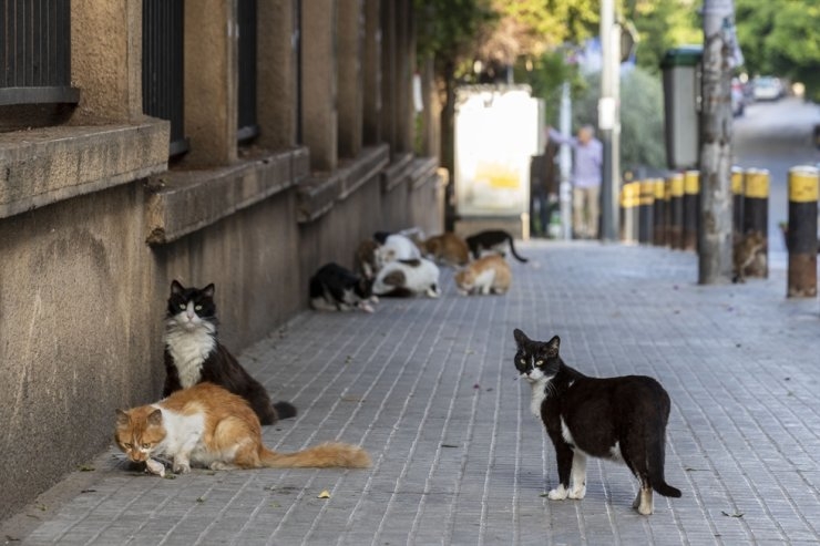 Cats found able to catch coronavirus in a study, dogs not likely study finds cats can catch coronavirus dogs not likely