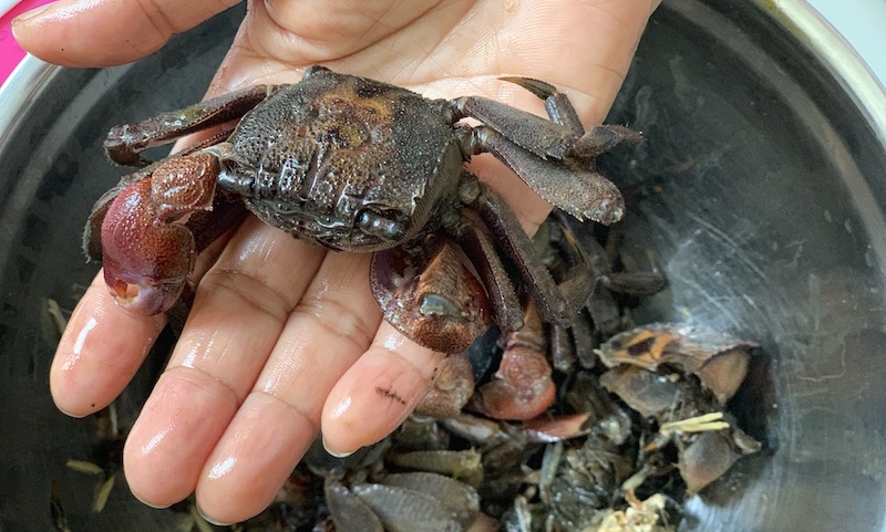 Ba Khia - Freshwater crabs in southern coastal provinces ba khia freshwater crabs in southern coastal provinces