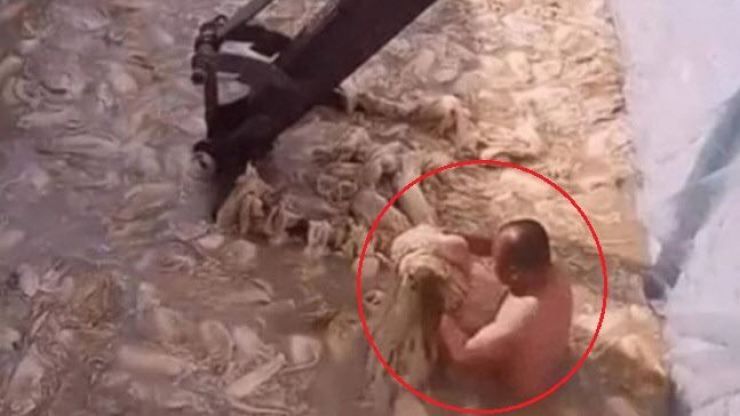 Chinese man topless in pool of kimchi: How South Korea stepping up food inspection Chinese man topless in pool of kimchi: How South Korea stepping up food inspection