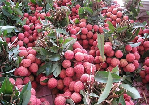 Vietnam's lychees export to Singapore, US, Australia vietnams lychees export to singapore us australia