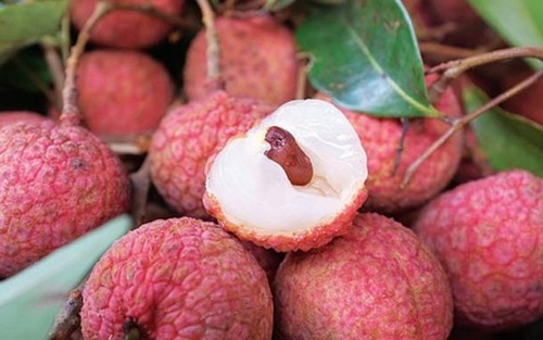 Vietnam's lychees export to Singapore, US, Australia vietnams lychees export to singapore us australia