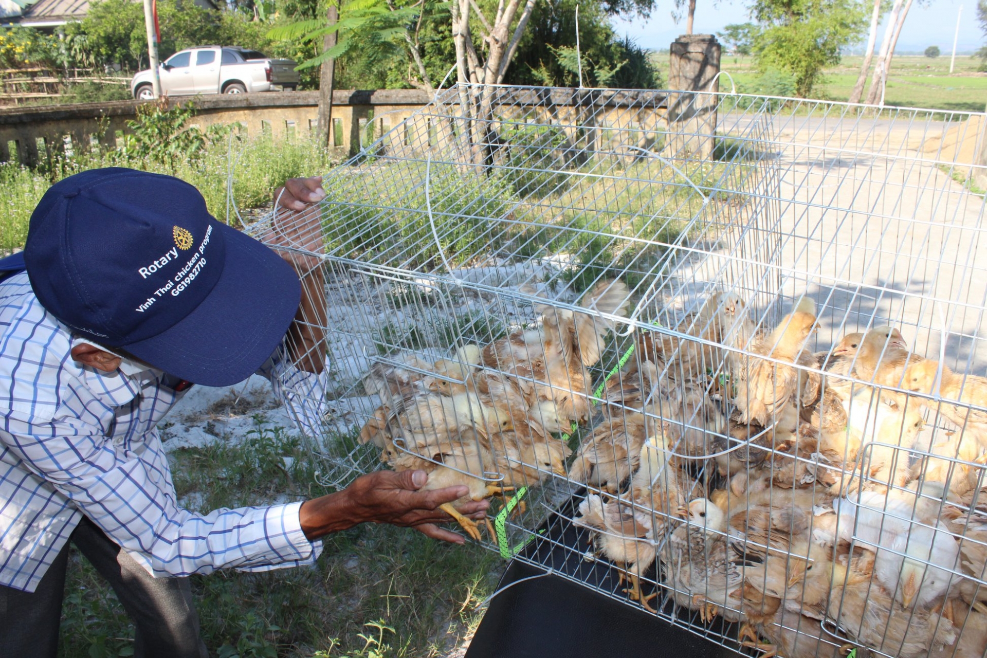5,000 baby chicks help generate sustainable income for the poor in Hue 5000 baby chicks help generate sustainable income for the poor in hue