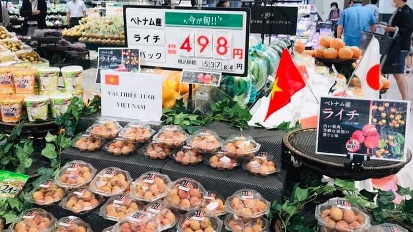 Vietnam to take initiative in monitoring lychee exports to Japan Vietnam to take initiative in monitoring lychee exports to Japan