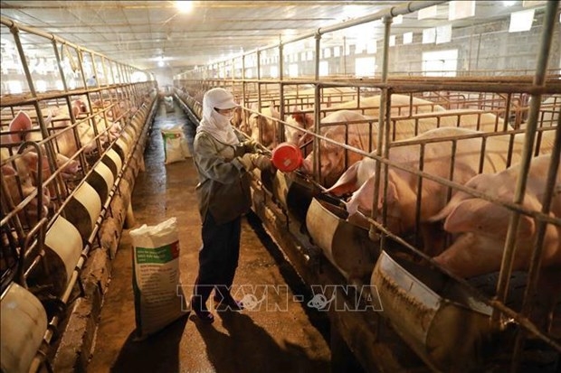 Livestock the new export strength of Vietnam Livestock the new export strength of Vietnam