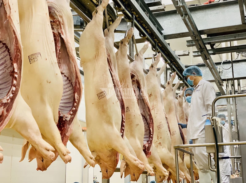 Livestock the new export strength of Vietnam Livestock the new export strength of Vietnam
