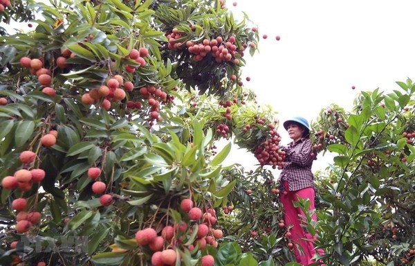 Online sales of farm produce increases during Covid up 191 percent Online sales of farm produce increases during Covid up 191 percent