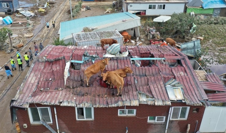 Nearly 7 000 Korean people displaced by torrential rains Vietnam sends condolences nearly 7000 korean people displaced by torrential rains vietnam sends condolences