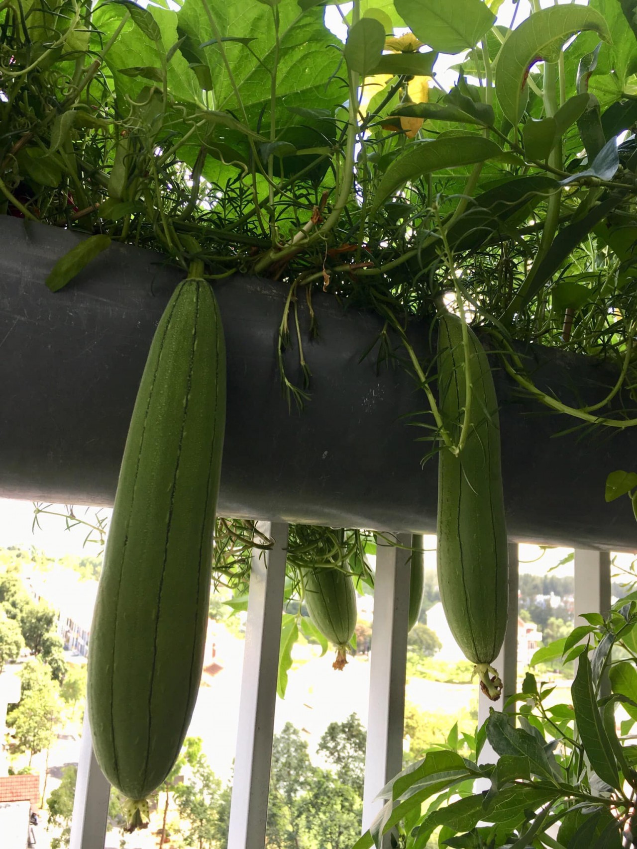 Fun Lockdown Activities: Easy Vegetables to Grow Indoors Fun Lockdown Activities: Easy Vegetables to Grow Indoors
