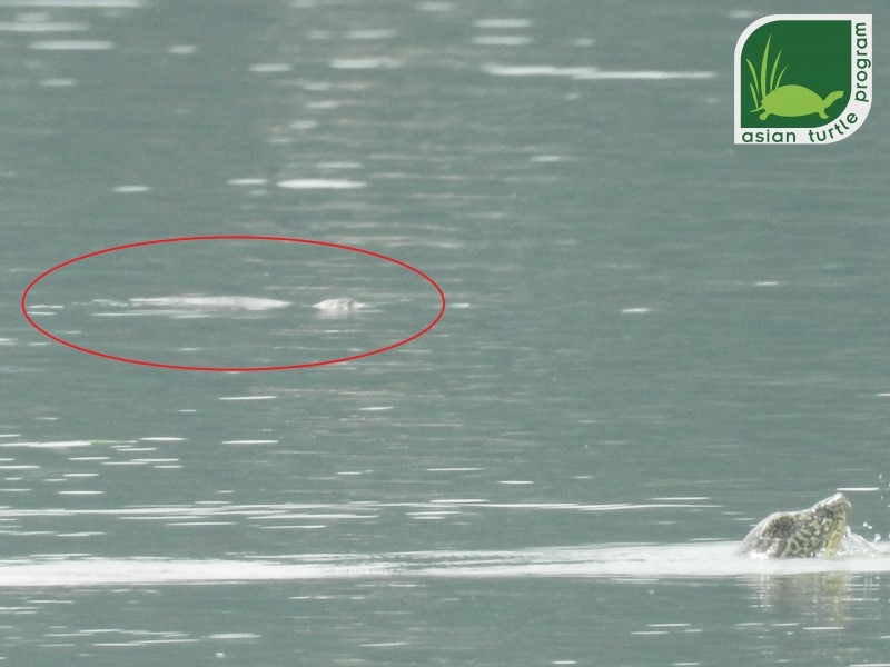 Population of world’s rarest turtle rises to 4 with second animal photographed in Dong Mo Lake Population of world’s rarest turtle rises to 4 with second animal photographed in Dong Mo Lake