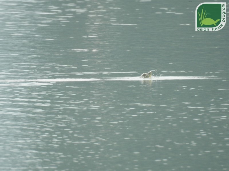 Population of world’s rarest turtle rises to 4 with second animal photographed in Dong Mo Lake Population of world’s rarest turtle rises to 4 with second animal photographed in Dong Mo Lake