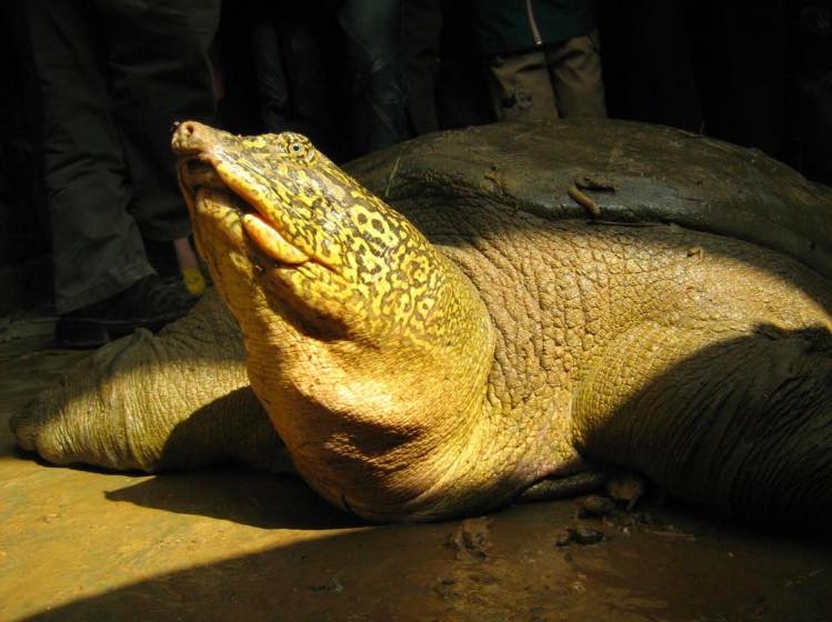 Population of world’s rarest turtle rises to 4 with second animal photographed in Dong Mo Lake Population of world’s rarest turtle rises to 4 with second animal photographed in Dong Mo Lake