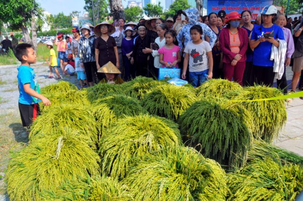Discovering Me Tri’s Young Green Rice Making Craft - An Intangible Cultural Heritages of Hanoi Discovering Me Tri’s Young Green Rice Making Craft - An Intangible Cultural Heritages of Hanoi