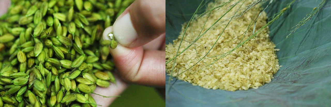 Discovering Me Tri’s Young Green Rice Making Craft - An National Intangible Cultural Heritages Discovering Me Tri’s Young Green Rice Making Craft - An National Intangible Cultural Heritages