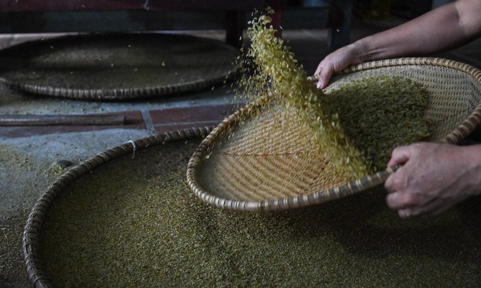 Discovering Me Tri’s Young Green Rice Making Craft - An National Intangible Cultural Heritages Discovering Me Tri’s Young Green Rice Making Craft - An National Intangible Cultural Heritages