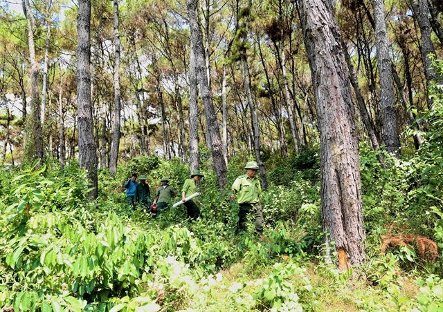 USD51.5 mil agreement supports reducing carbon emissions from deforestation and forest degradation USD51.5 mil agreement supports reducing carbon emissions from deforestation and forest degradation