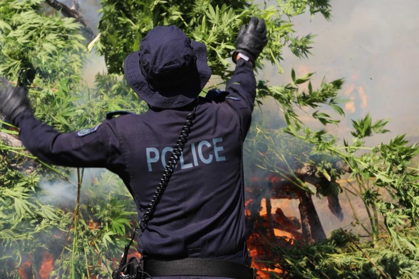 Australian police seize 13,300 cannabis plants worth estimated USD 40 mil Australian police seize 13,300 cannabis plants worth estimated USD 40 mil