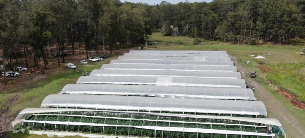 Australian police seize 13,300 cannabis plants worth estimated USD 40 mil Australian police seize 13,300 cannabis plants worth estimated USD 40 mil