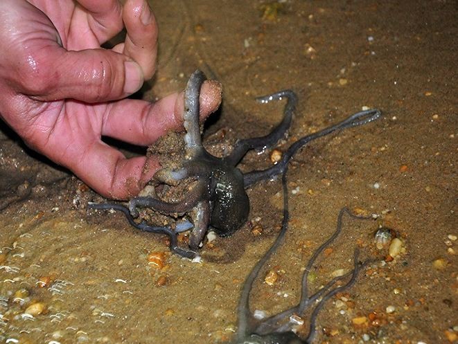 Mini octopus: Special local food of Ha Long Bay Mini octopus: Special local food of Ha Long Bay