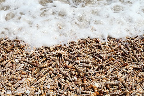 Beach in Ben Tre covered with horn snails beach in ben tre covered with horn snails