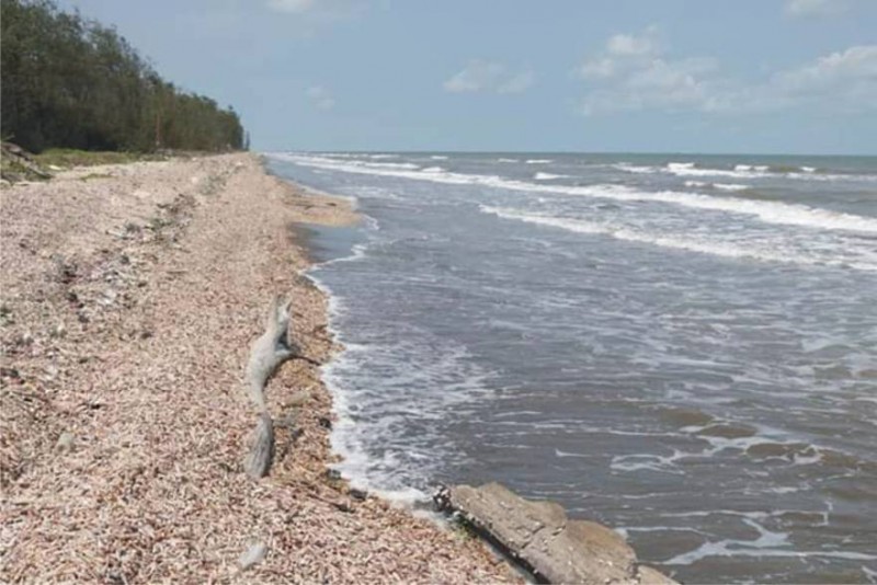 Beach in Ben Tre covered with horn snails beach in ben tre covered with horn snails