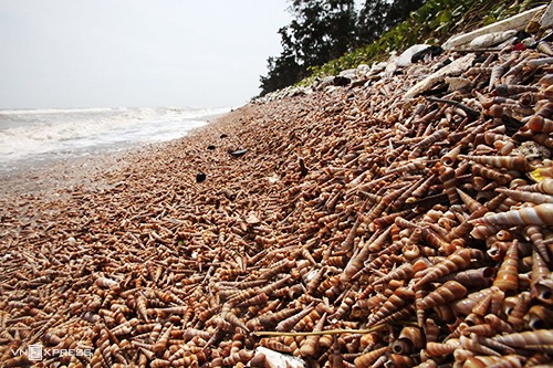 Beach in Ben Tre covered with horn snails beach in ben tre covered with horn snails