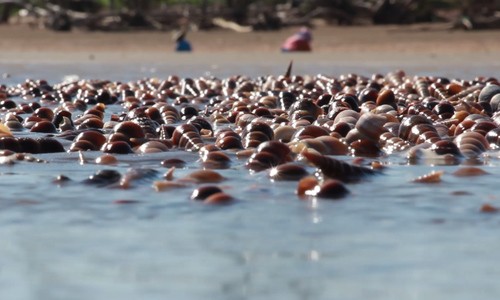 Beach in Ben Tre covered with horn snails beach in ben tre covered with horn snails