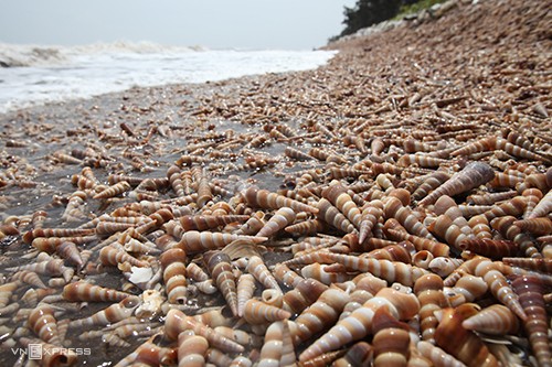 Beach in Ben Tre covered with horn snails beach in ben tre covered with horn snails