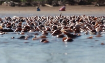 the horn shell in mekong river delta