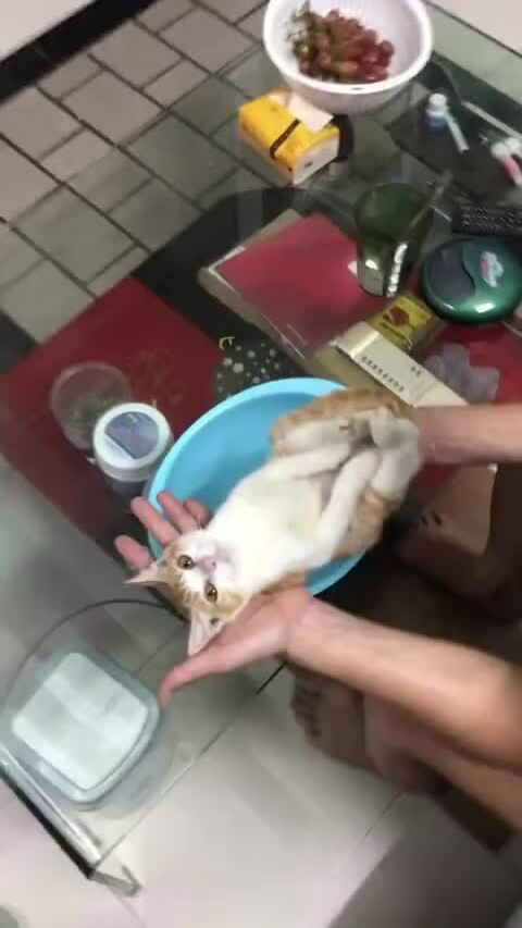 Vietnamese grandad uses cat to teach son how to bathe a newborn Vietnamese grandad uses cat to teach son how to bathe a newborn
