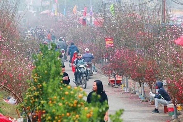 Hanoi to open over 50 spring flower markets for Lunar New Year hanoi to open over 50 spring flower markets for lunar new year