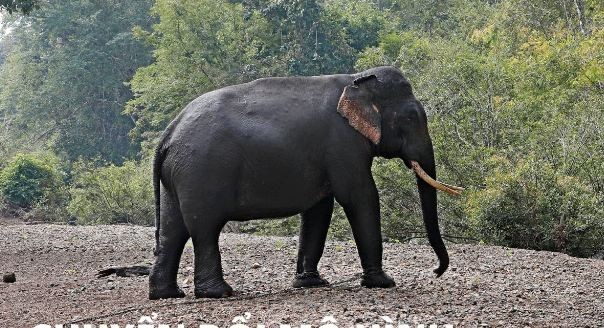 Animals Asia Supporting Dak Lak Elephant-Friendly Travel Model Animals Asia Supporting Dak Lak Elephant-Friendly Travel Model