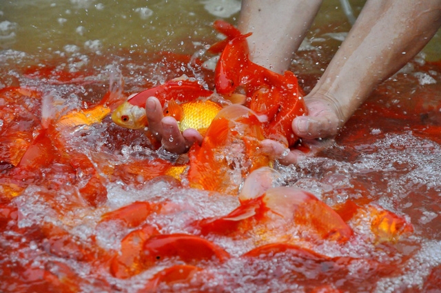 Hướng dẫn thả cá chép cúng Táo Quân năm 2020 chuẩn nhất đem lại may mắn huong dan tha ca chep cung tao quan nam 2020 chuan nhat dem lai may man