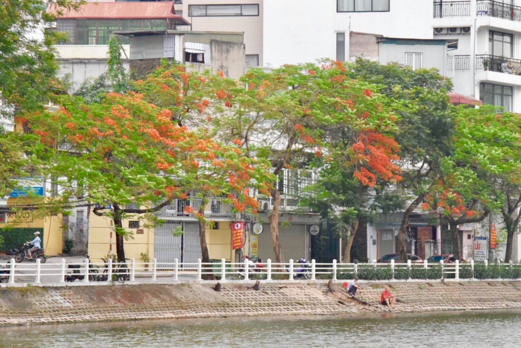 Chẳng cần đi xa, cũng có một "thành phố hoa phượng đỏ" giữa lòng Hà Nội chang can di xa cung co mot thanh pho hoa phuong do giua long ha noi