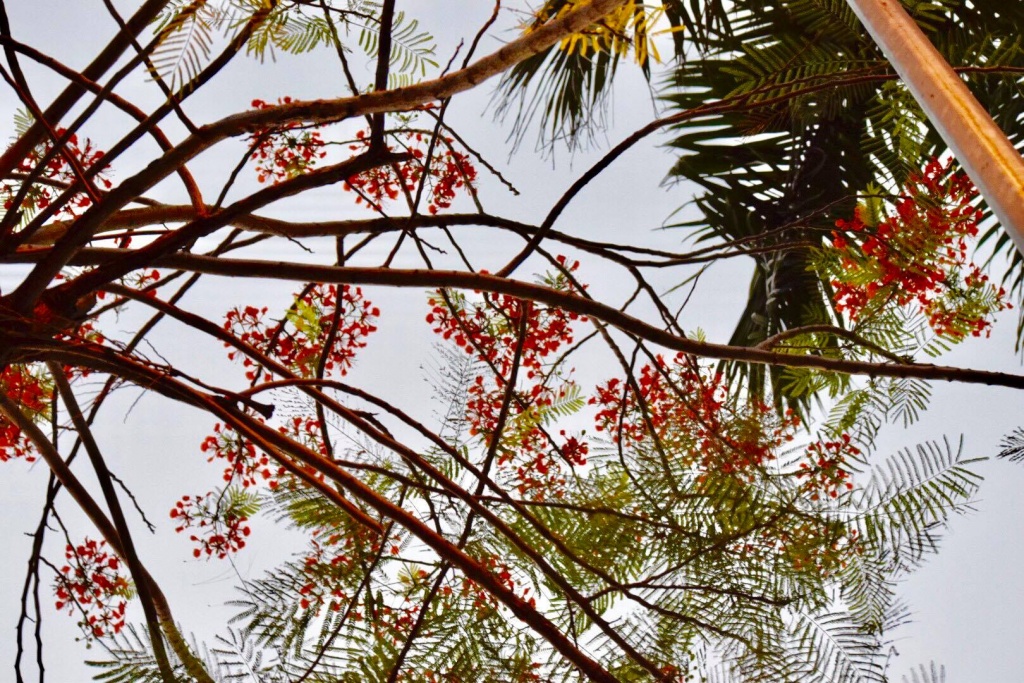 Chẳng cần đi xa, cũng có một "thành phố hoa phượng đỏ" giữa lòng Hà Nội chang can di xa cung co mot thanh pho hoa phuong do giua long ha noi