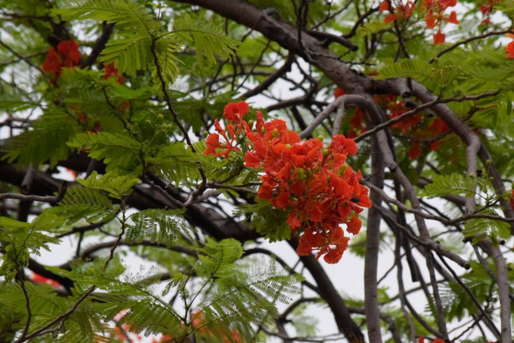 Chẳng cần đi xa, cũng có một "thành phố hoa phượng đỏ" giữa lòng Hà Nội chang can di xa cung co mot thanh pho hoa phuong do giua long ha noi