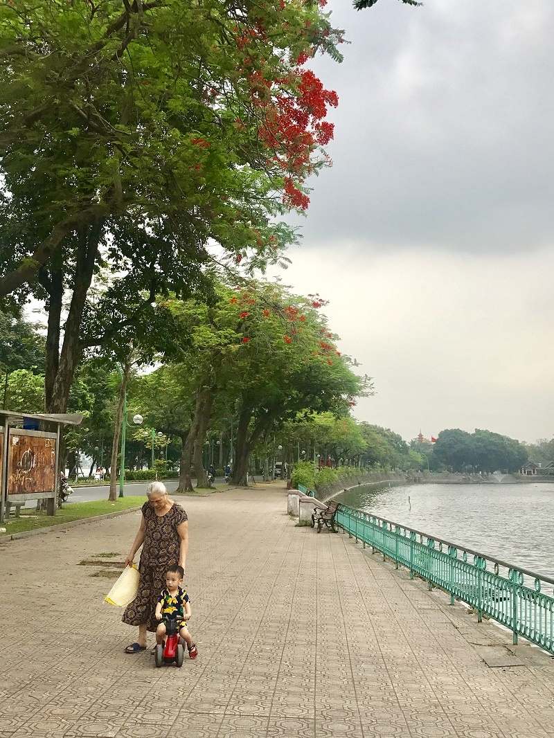 Chẳng cần đi xa, cũng có một "thành phố hoa phượng đỏ" giữa lòng Hà Nội chang can di xa cung co mot thanh pho hoa phuong do giua long ha noi