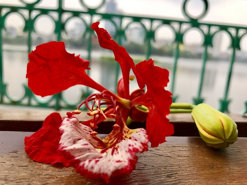 Chẳng cần đi xa, cũng có một "thành phố hoa phượng đỏ" giữa lòng Hà Nội chang can di xa cung co mot thanh pho hoa phuong do giua long ha noi