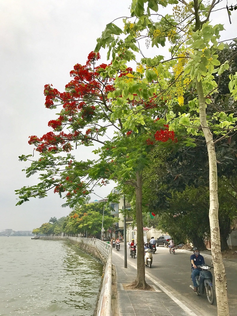 Chẳng cần đi xa, cũng có một "thành phố hoa phượng đỏ" giữa lòng Hà Nội chang can di xa cung co mot thanh pho hoa phuong do giua long ha noi