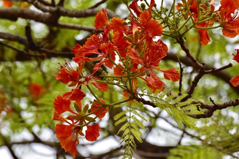 Chẳng cần đi xa, cũng có một "thành phố hoa phượng đỏ" giữa lòng Hà Nội chang can di xa cung co mot thanh pho hoa phuong do giua long ha noi
